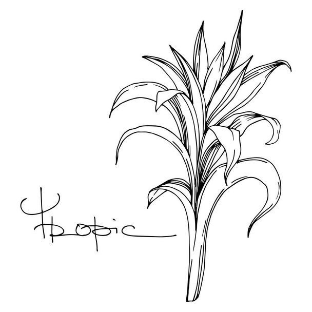 Vector Palm beach tree leaves jungle botanical. Black and white engraved ink art. Isolated leaf illustration element. - Vektori, kuva