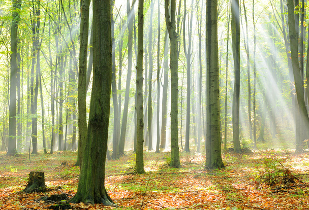 Árboles forestales
 - Foto, Imagen