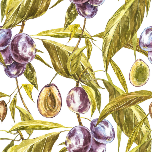 Ripe plum and branch with flowers. Plum drawing watercolor isolated on white background. Watercolor botanical illustration. Seamless patterns. - Foto, imagen