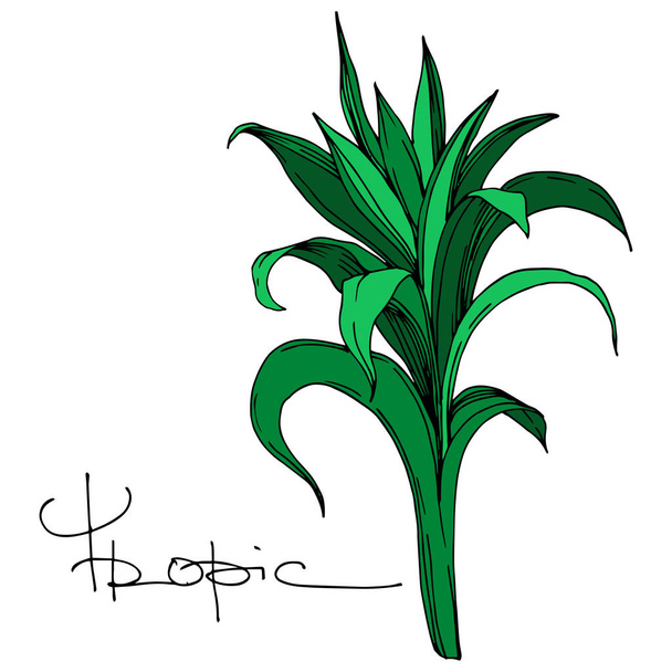 Vector Palm plage arbre feuilles jungle botanique. Encre gravée en noir et blanc. Elément d'illustration de feuille isolé
. - Vecteur, image