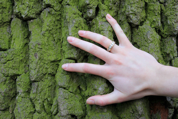 Mano con anillo en corteza de árbol verdosa
 - Foto, imagen