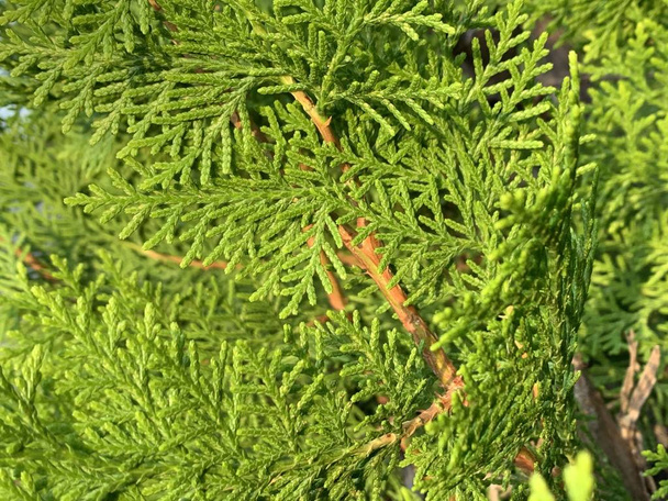 Detailní pohled na Cypress listy. Zelená textura pro pozadí. - Fotografie, Obrázek