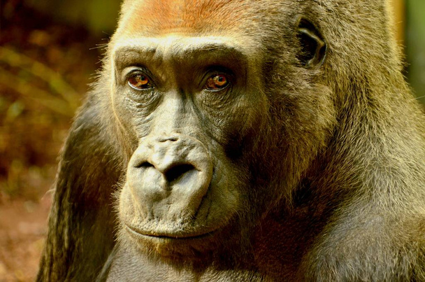 retrato de gorila posando en el zoológico
 - Foto, imagen