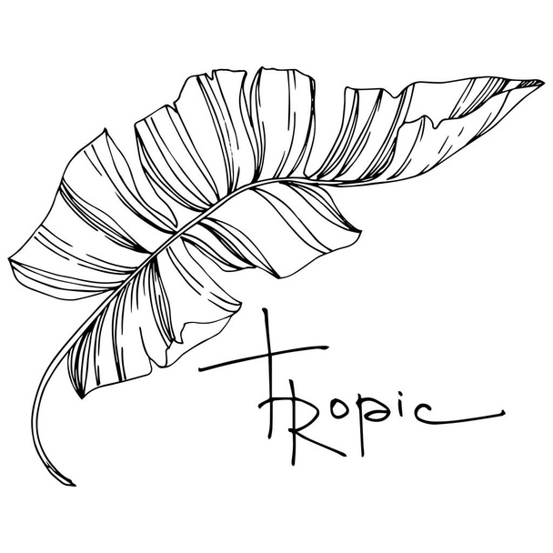 Vector Palm beach tree leaves. Black and white engraved ink art. Isolated leaves illustration element. - Vetor, Imagem