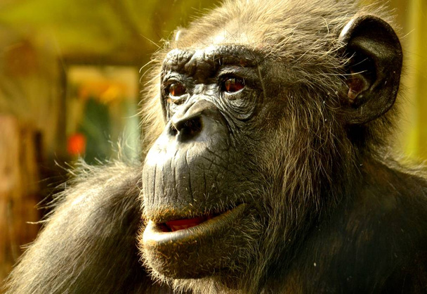 задыхающийся шимпанзе в зоопарке в летнее время
 - Фото, изображение