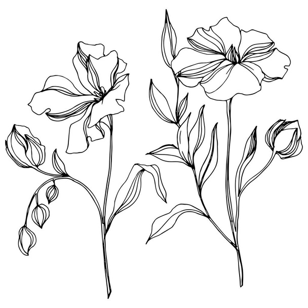 Vector Flax flores botánicas florales. Tinta grabada en blanco y negro. Elemento aislado de ilustración de lino
. - Vector, Imagen