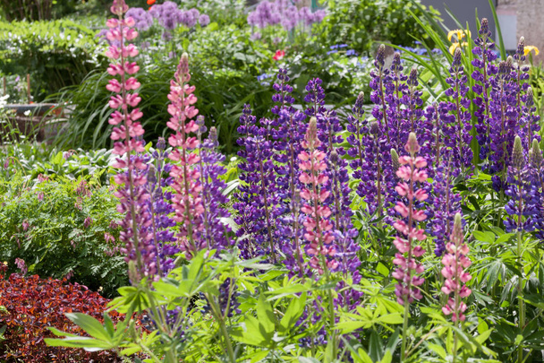 Group of lupins are growing in the spring garden. Lupinus perennis. - Foto, immagini