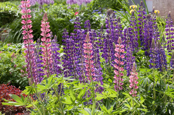 Group of beautiful lupins are growing in the spring garden. Lupinus perennis. - Foto, immagini