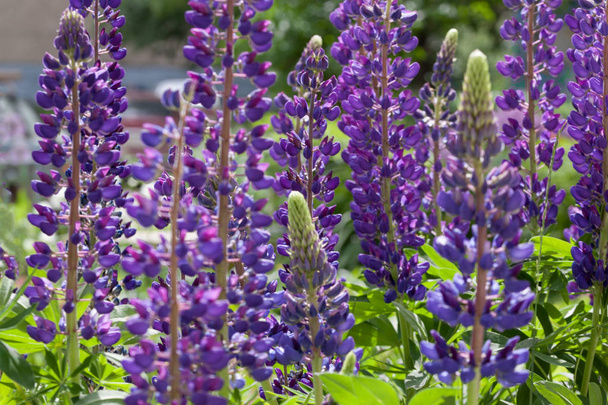 Violet lupins are growing in the spring garden. Lupinus perennis. - Foto, immagini