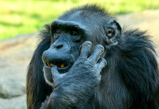 夏の動物園でチンパンジーを窒息させる - 写真・画像
