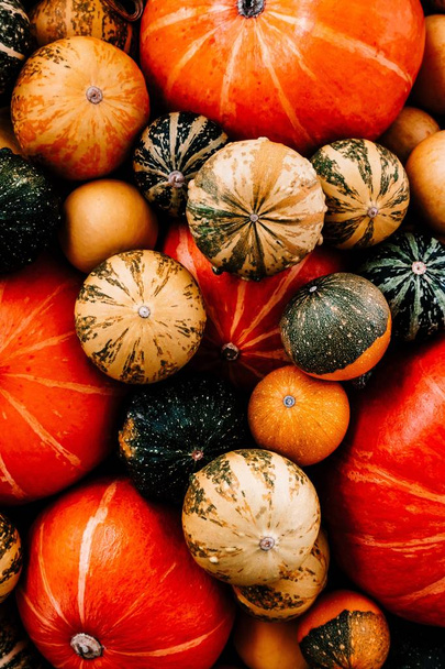 Pumpkin background for thanksgiving and halloween.  - Фото, изображение