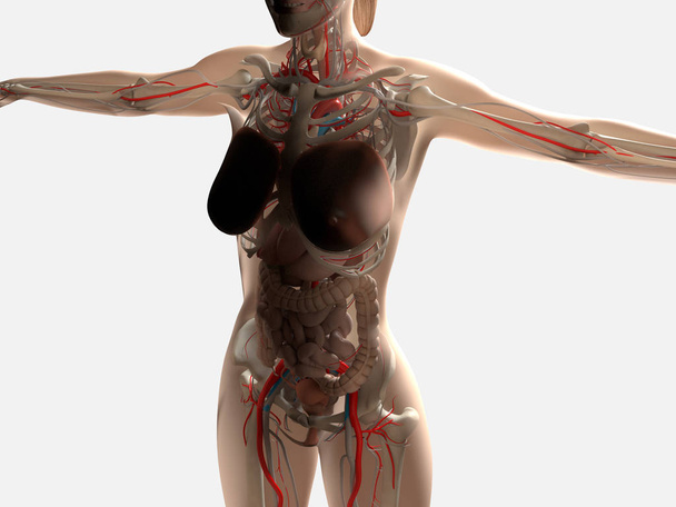 Female anatomy showing digestive system, gut bacteria and microbiome. 3D illustration - Photo, Image