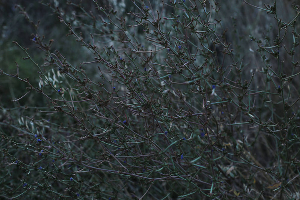 Заросли травы естественного фона темно-зеленого оттенка, мрачный пейзаж
 - Фото, изображение