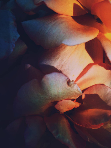Merveilleuse fleur de rose fleurie au coucher du soleil, beauté florale backgrou
 - Photo, image