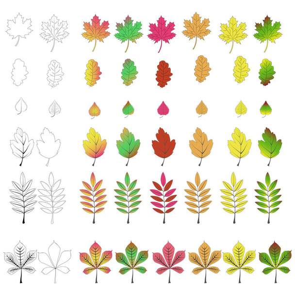Őszi levelek Pack - Vektor, kép