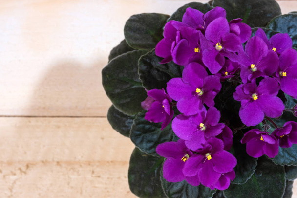 beautiful blooming violet flowers - Foto, Imagem