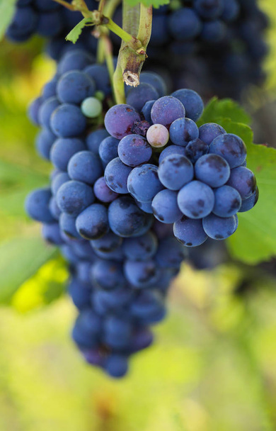 Букет винограду на гілці в винограднику
 - Фото, зображення