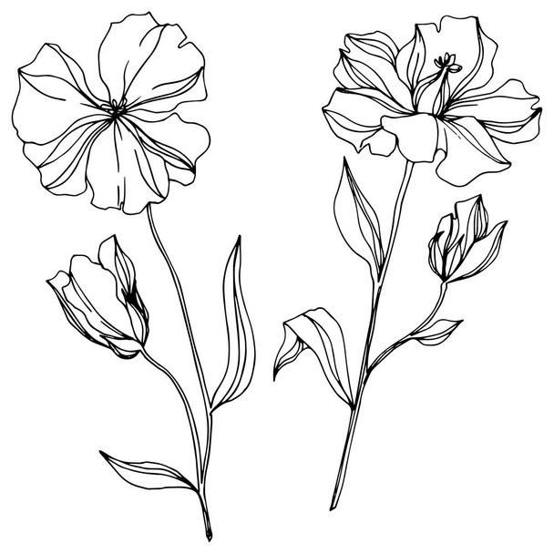 Vector Flax floral botanical flowers. Black and white engraved ink art. Isolated flax illustration element. - Vetor, Imagem