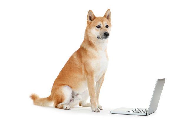 Shiba inu dog with laptop computer on white background - Foto, imagen