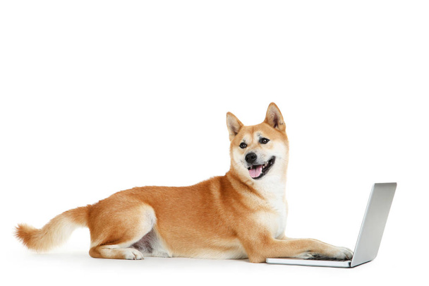 Shiba inu dog with laptop computer on white background - Photo, Image