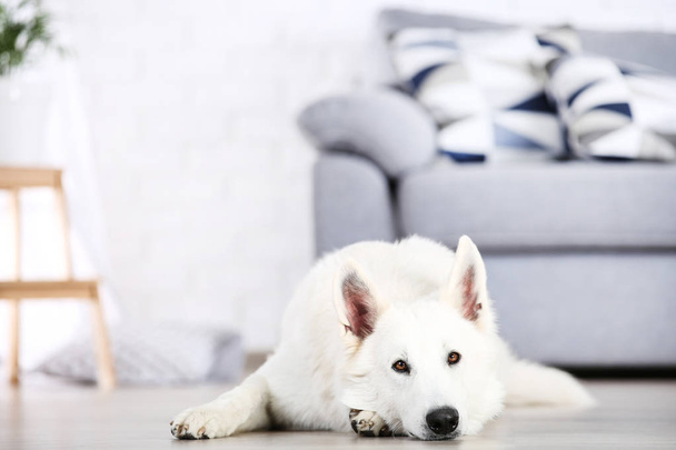 Swiss shepherd dog lying on the floor at home - 写真・画像