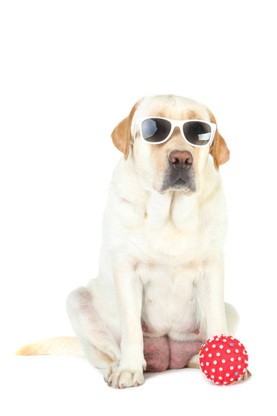 Labrador Hund mit Sonnenbrille und Gummiball isoliert auf weißem Bac - Foto, Bild