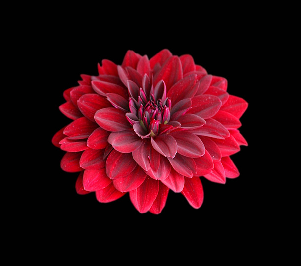 Beautiful red dahlia isolated on a black background - Photo, Image