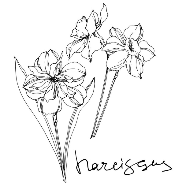 Vector Narcissus floral botanical flowers. Black and white engraved ink art. Isolated narcissus illustration element. - ベクター画像