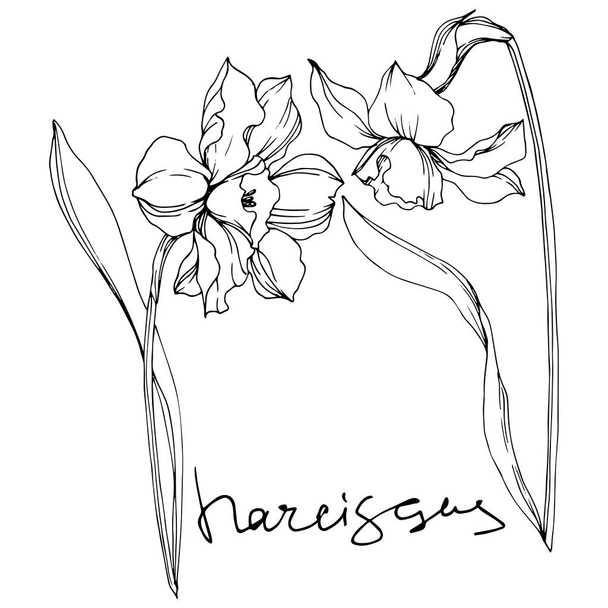 Květinové botanické květiny Vector Narcissus. Černé a bílé ryté inkoustem. Izolovaný obrázek narcisu. - Vektor, obrázek