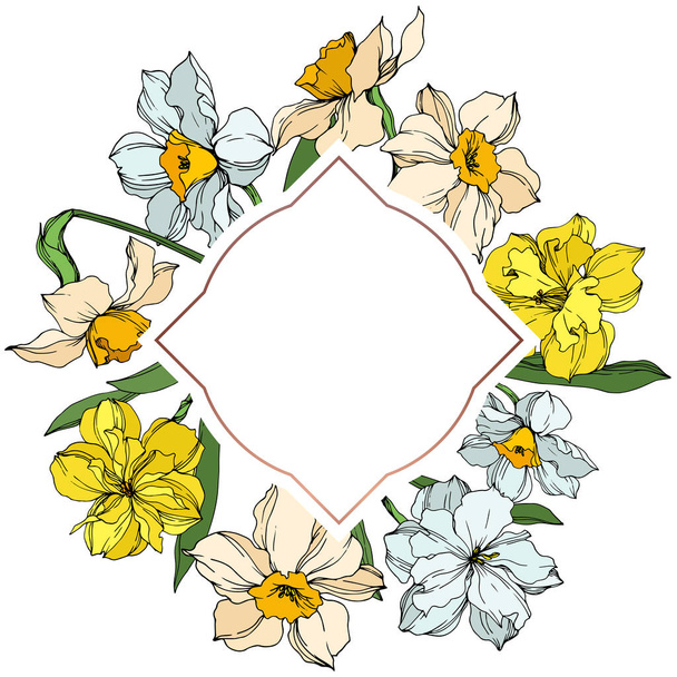 Vector Narcissus floral botanical flowers. Black and white engraved ink art. Frame border ornament square. - Vektor, Bild
