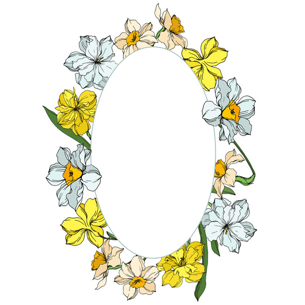 Vector Narcissus floral botanical flowers. Black and white engraved ink art. Frame border ornament square. - Wektor, obraz