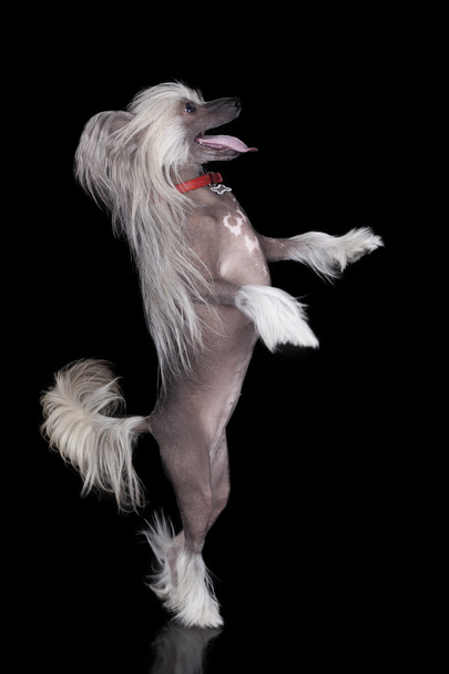 Chinese Crested dog - Φωτογραφία, εικόνα