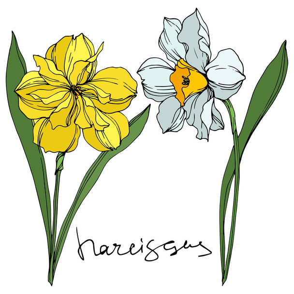 Vector Narcissus floral botanical flowers. Black and white engraved ink art. Isolated narcissus illustration element. - Wektor, obraz