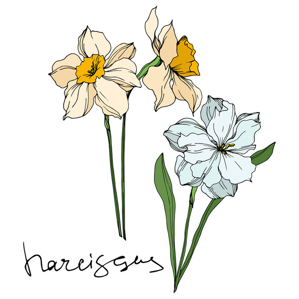 Vector Narcissus floral botanical flowers. Black and white engraved ink art. Isolated narcissus illustration element. - Wektor, obraz