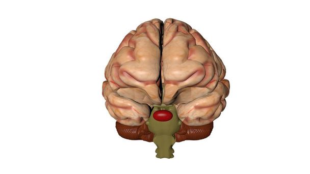 Anatominen 3D malli ihmisen aivojen lääketieteen opiskelijoille
. - Valokuva, kuva