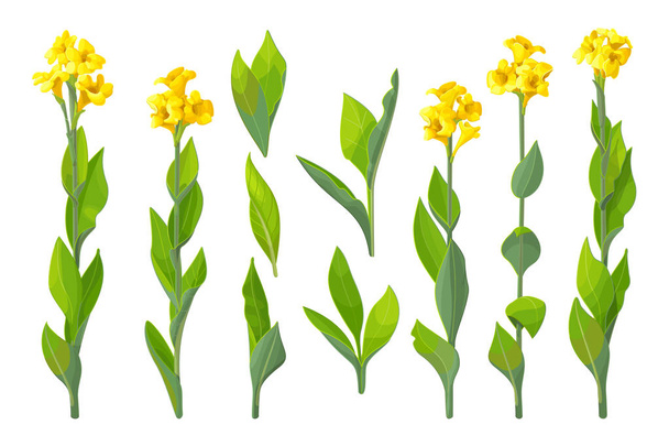 vector hand drawn plant clipart - Vector, afbeelding