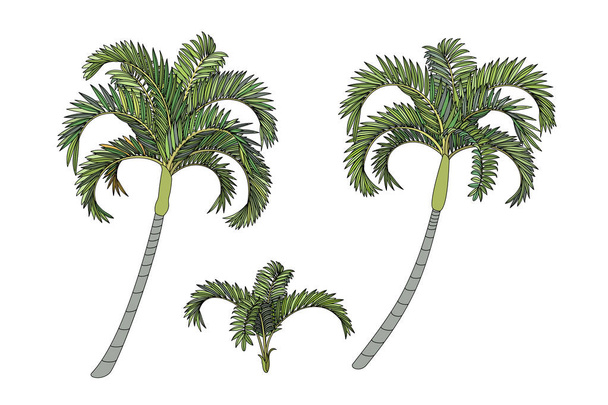 vektorový Klipart s kreslené rostliny - Vektor, obrázek