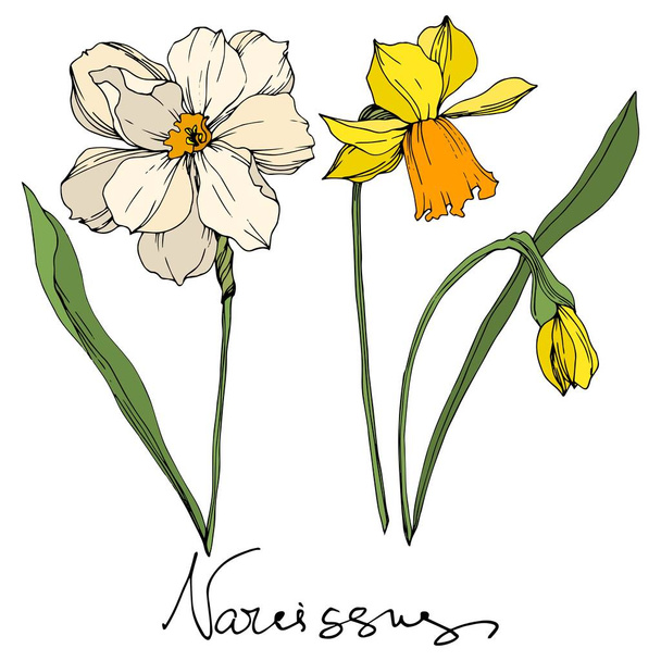 Vector Narcissus floral botanical flowers. Black and white engraved ink art. Isolated narcissus illustration element. - Vetor, Imagem