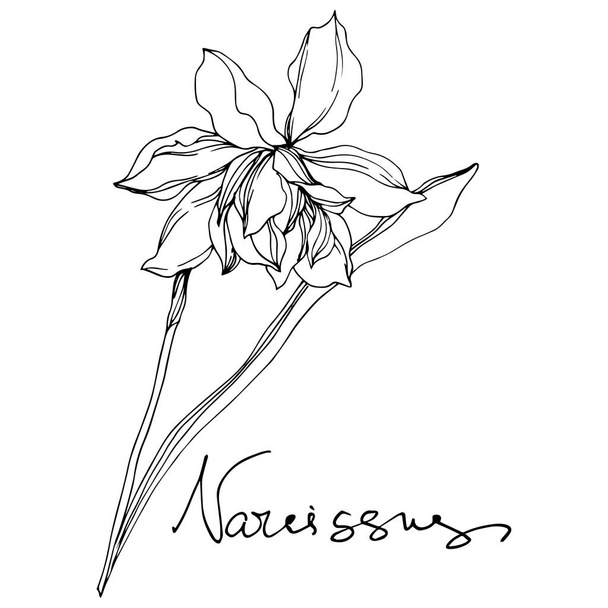 Vektori Narcissus kukka kasvitieteellinen kukkia. Musta ja valkoinen kaiverrettu muste taidetta. Erillinen Narcissus-havainnollistamiselementti
. - Vektori, kuva