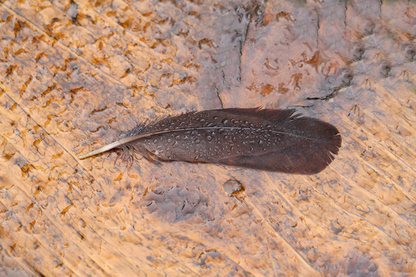 Pluma húmeda del pájaro yace sobre una mesa húmeda
 - Foto, Imagen