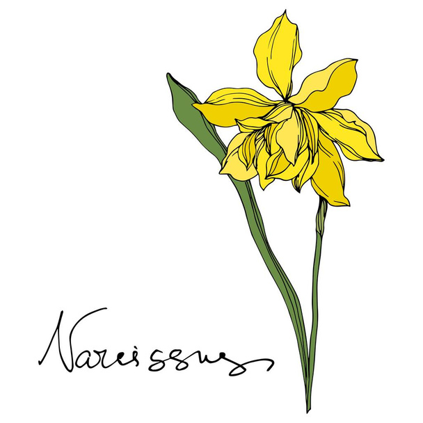 Vector Narcissus floral botanical flowers. Black and white engraved ink art. Isolated narcissus illustration element. - Vecteur, image