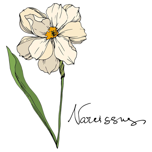 Vector Narcissus floral botanical flowers. Black and white engraved ink art. Isolated narcissus illustration element. - Vector, imagen