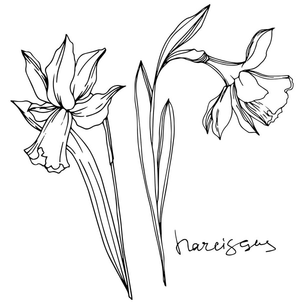 Vector Narcissus floral botanical flowers. Black and white engraved ink art. Isolated narcissus illustration element. - Vettoriali, immagini