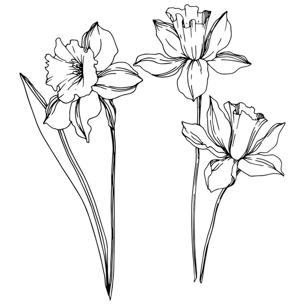 Vector Narcissus floral botanical flowers. Black and white engraved ink art. Isolated narcissus illustration element. - Vektör, Görsel