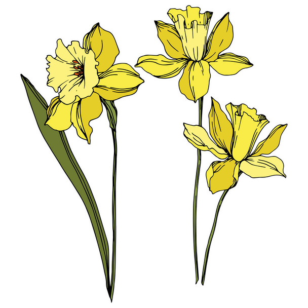 Vector Narcissus floral botanical flowers. Black and white engraved ink art. Isolated narcissus illustration element. - Вектор,изображение