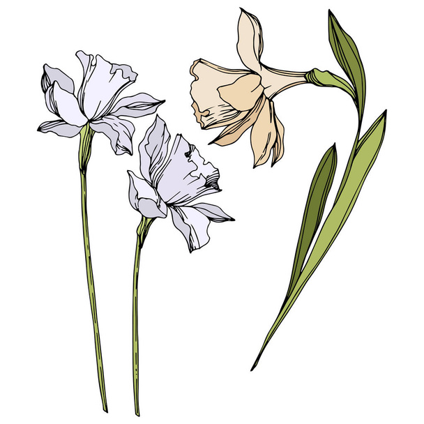 Vektor Narcissus virágos botanikai virágok. Fekete-fehér vésett tinta Art. Izolált nárcisz illusztrációs elem. - Vektor, kép