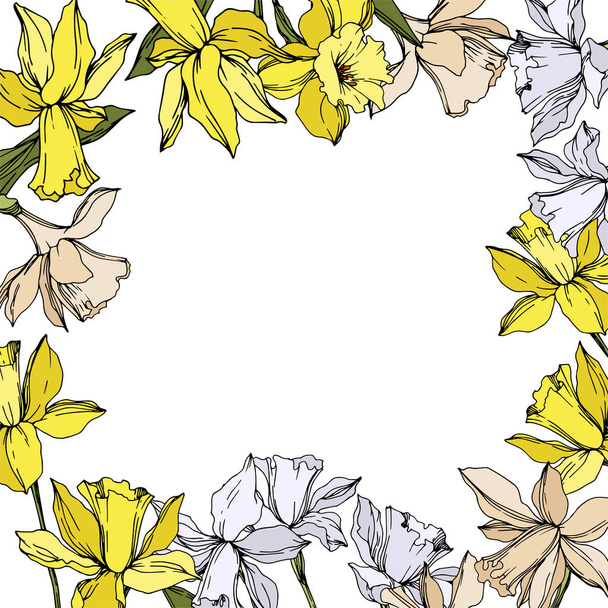 Vector Narcissus floral botanical flowers. Black and white engraved ink art. Frame border ornament square. - Vector, Image