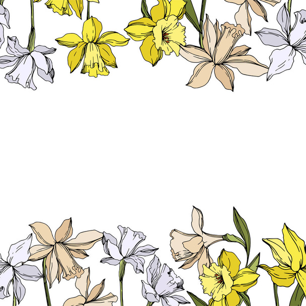 Vector Narcissus floral botanical flowers. Black and white engraved ink art. Frame border ornament square. - Vector, afbeelding