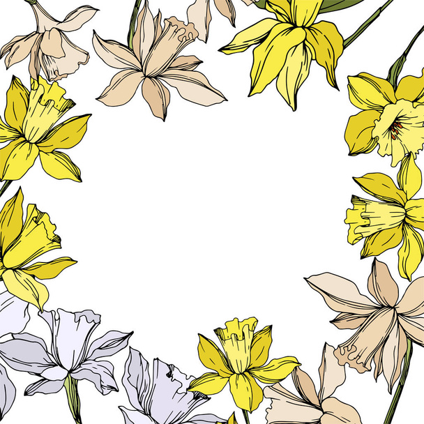 Vector Narcissus floral botanical flowers. Black and white engraved ink art. Frame border ornament square. - Vector, Image