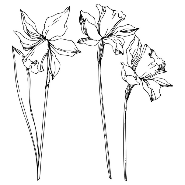 Διανυσματικά λουλούδια λουλουδιών. Μαύρο και άσπρο χαραγμένο μελάνι τέχνης. Μεμονωμένο στοιχείο απεικόνισης νάρκισσος. - Διάνυσμα, εικόνα